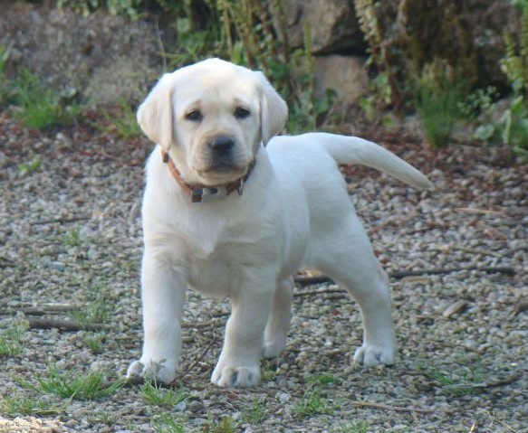 du royaume des reves - Chiots disponibles - Labrador Retriever