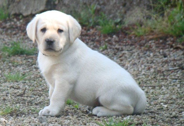 du royaume des reves - Chiots disponibles - Labrador Retriever