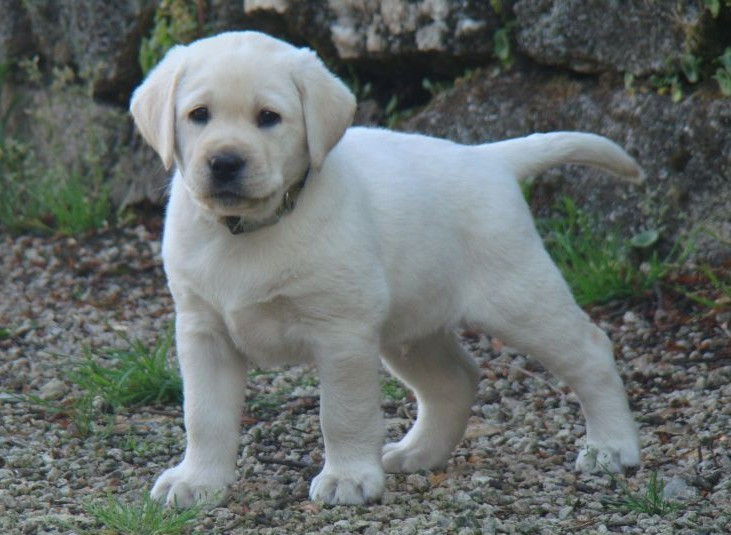 du royaume des reves - Chiots disponibles - Labrador Retriever