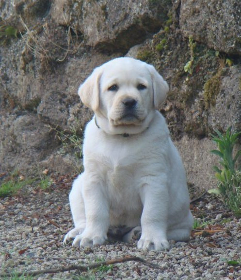 du royaume des reves - Chiots disponibles - Labrador Retriever