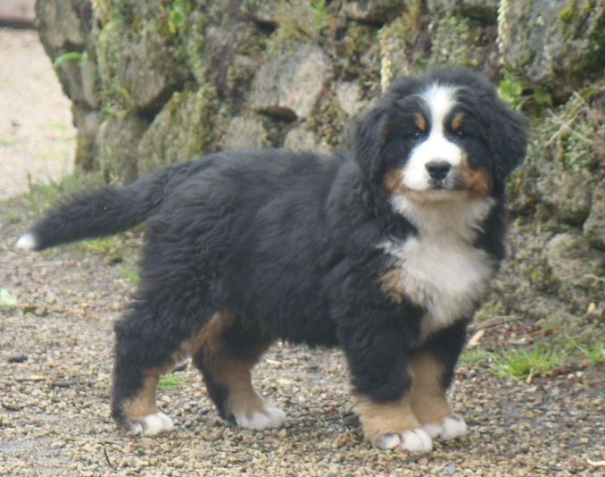 du royaume des reves - Chiots disponibles - Bouvier Bernois