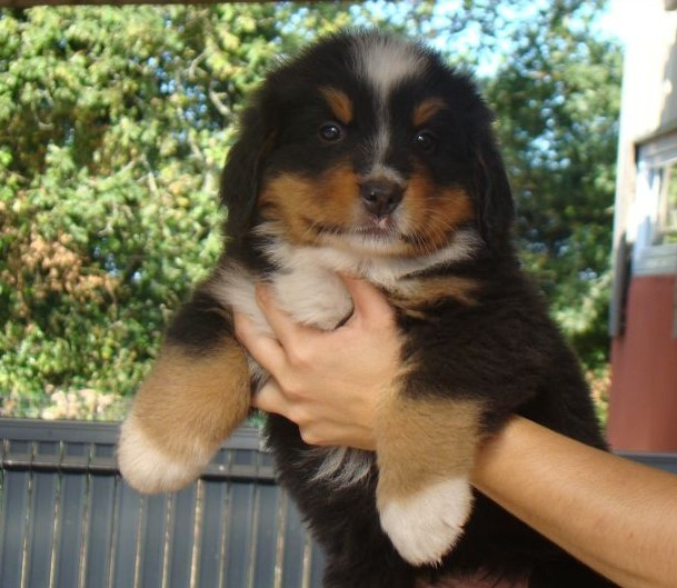 du royaume des reves - Chiots disponibles - Bouvier Bernois