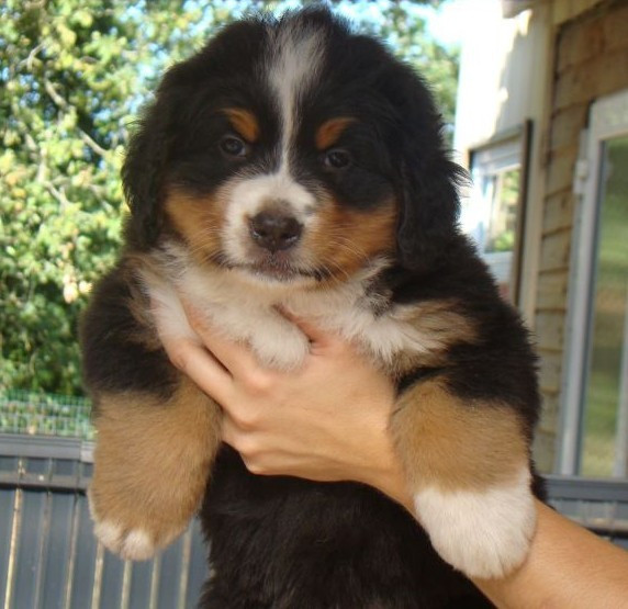 du royaume des reves - Chiots disponibles - Bouvier Bernois