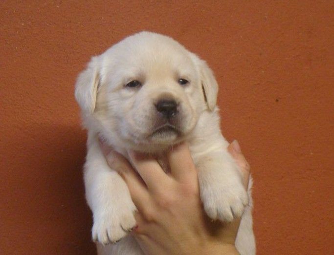 du royaume des reves - Chiots disponibles - Labrador Retriever