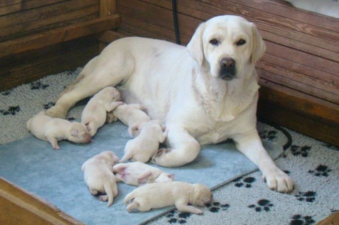 Chiot Labrador Retriever du royaume des reves