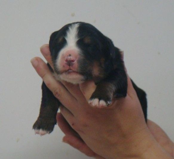 du royaume des reves - Chiots disponibles - Bouvier Bernois