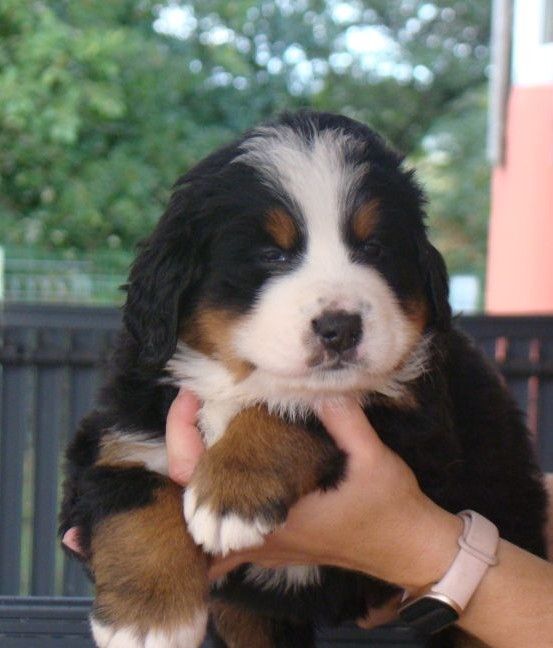 du royaume des reves - Chiots disponibles - Bouvier Bernois