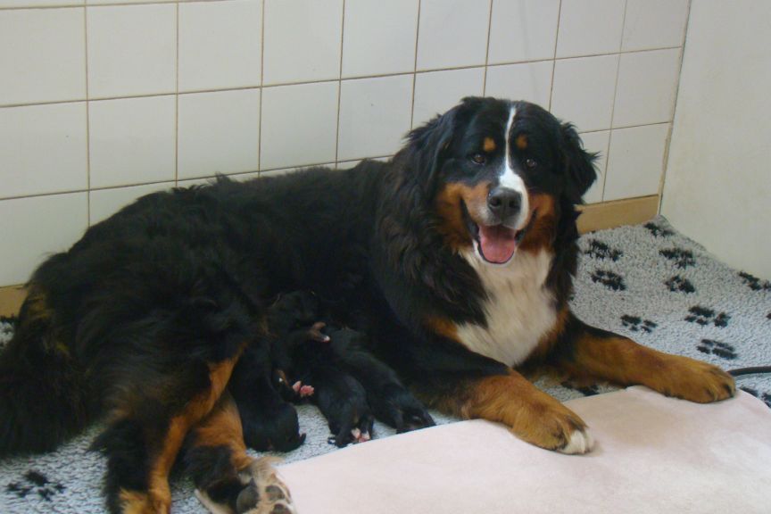 Chiot Bouvier Bernois du royaume des reves