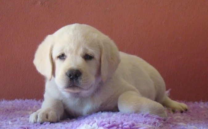 du royaume des reves - Chiots disponibles - Labrador Retriever