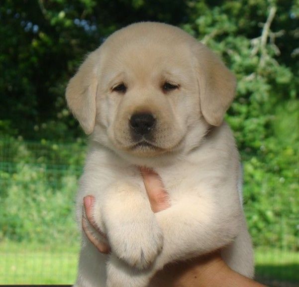 du royaume des reves - Chiots disponibles - Labrador Retriever