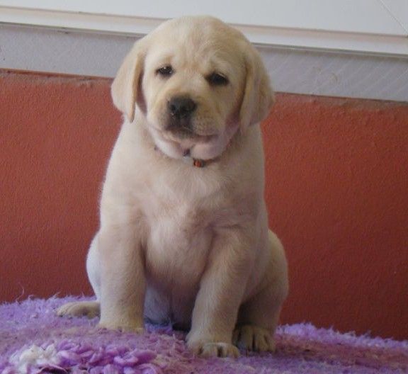 du royaume des reves - Chiots disponibles - Labrador Retriever