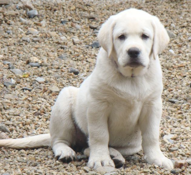 du royaume des reves - Chiots disponibles - Labrador Retriever