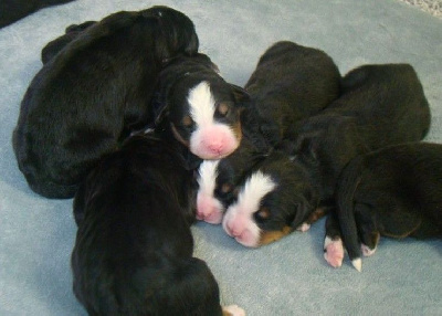 CHIOT