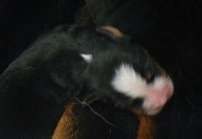 CHIOT