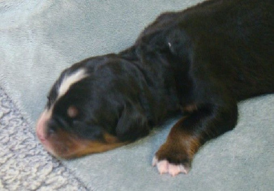 CHIOT