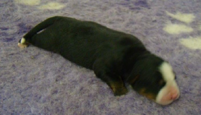 CHIOT