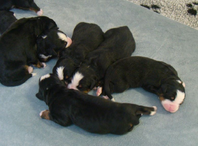 CHIOT