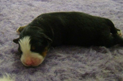 CHIOT