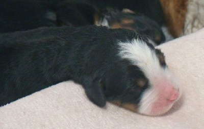 CHIOT