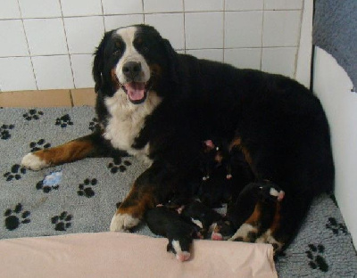 CHIOT