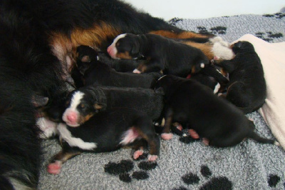 CHIOT