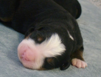 CHIOT