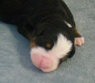 CHIOT