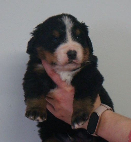 du royaume des reves - Chiots disponibles - Bouvier Bernois