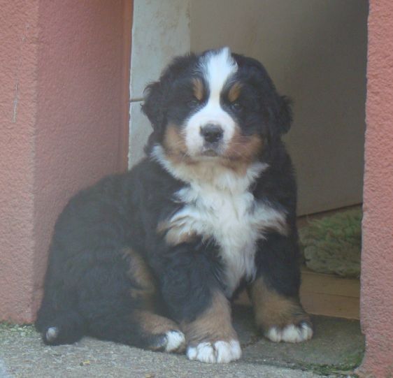 du royaume des reves - Bouvier Bernois - Portée née le 07/08/2025