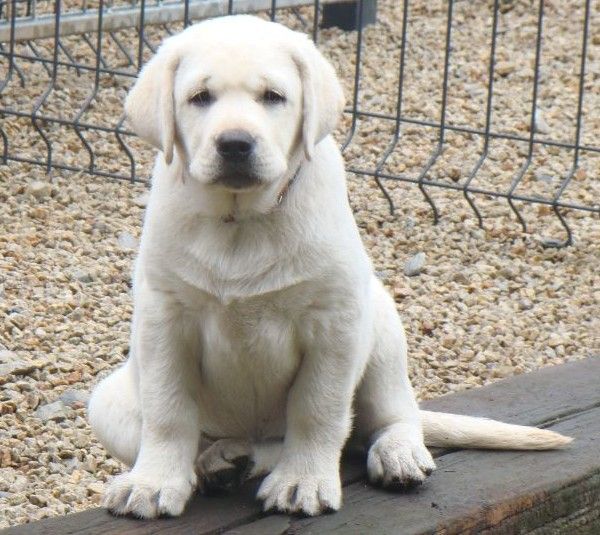 du royaume des reves - Chiots disponibles - Labrador Retriever