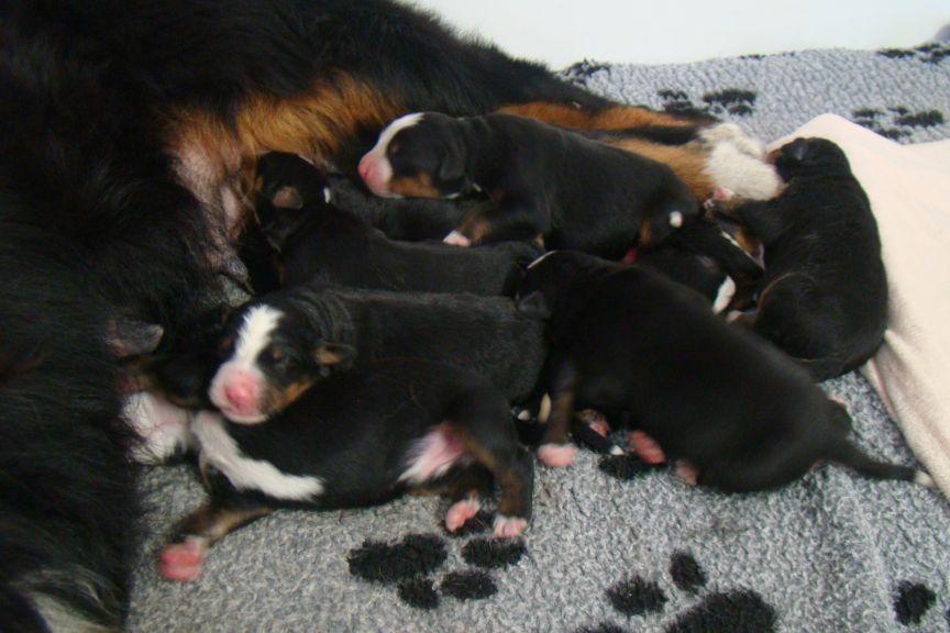 du royaume des reves - Chiots disponibles - Bouvier Bernois