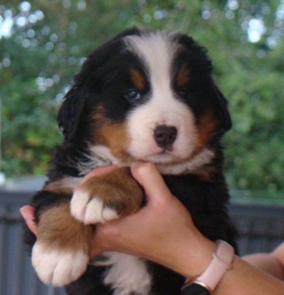 du royaume des reves - Chiots disponibles - Bouvier Bernois