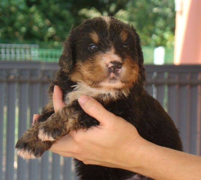 du royaume des reves - Chiots disponibles - Bouvier Bernois