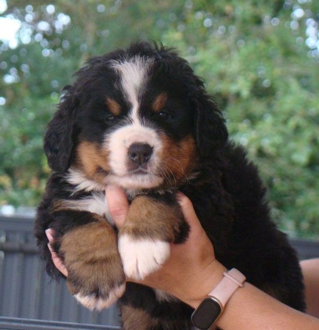 du royaume des reves - Chiots disponibles - Bouvier Bernois