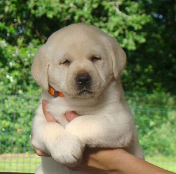 du royaume des reves - Chiots disponibles - Labrador Retriever