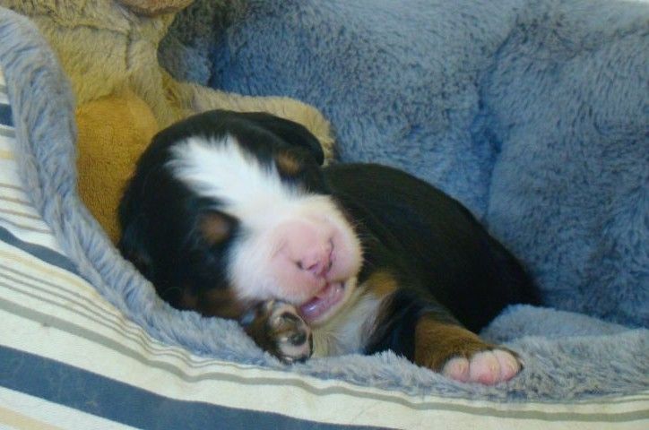 du royaume des reves - Bouvier Bernois - Portée née le 18/10/2025