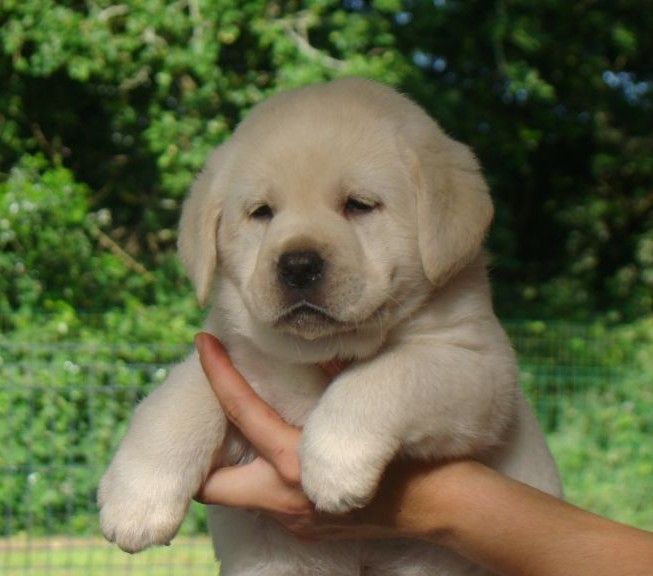 du royaume des reves - Chiots disponibles - Labrador Retriever
